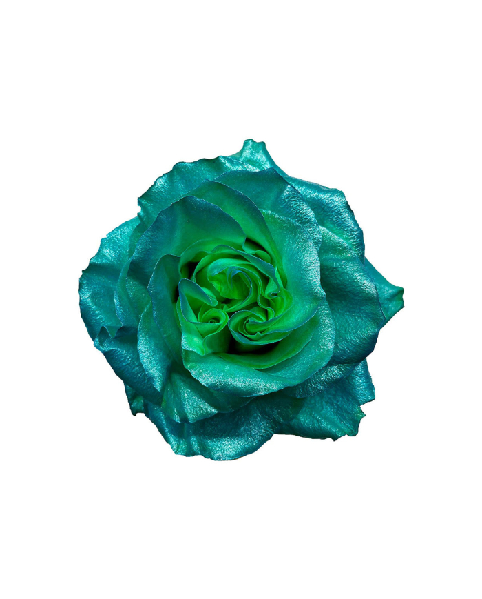 Greenwater Metallic Tinted Roses Gift Box Greenwater Metallic Tinted Roses Gift Box