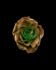 Golden Moss Tinted Roses Gift Box