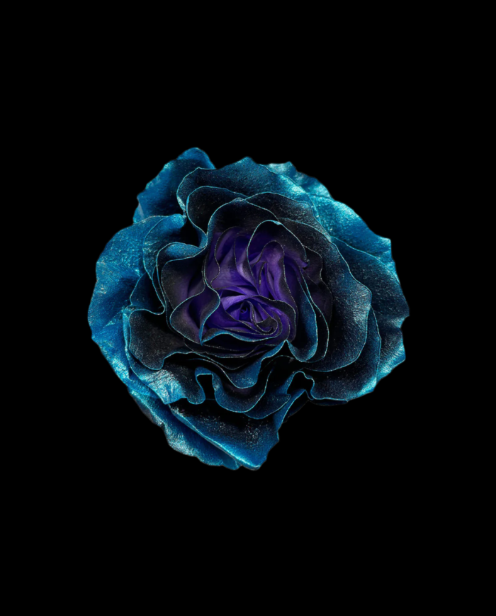 Estelar Blue Metallic Tinted Roses Gift Box Estelar Blue Metallic Tinted Roses Gift Box