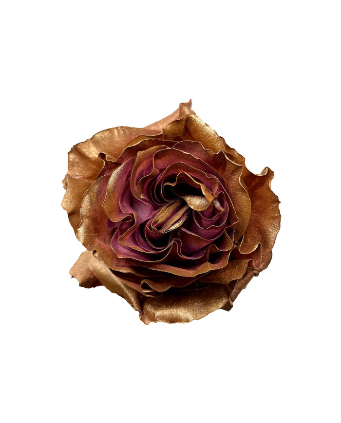 Golden Beet Tinted Roses Gift Box Golden Beet Tinted Roses Gift Box