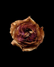 Golden Beet Tinted Roses Gift Box