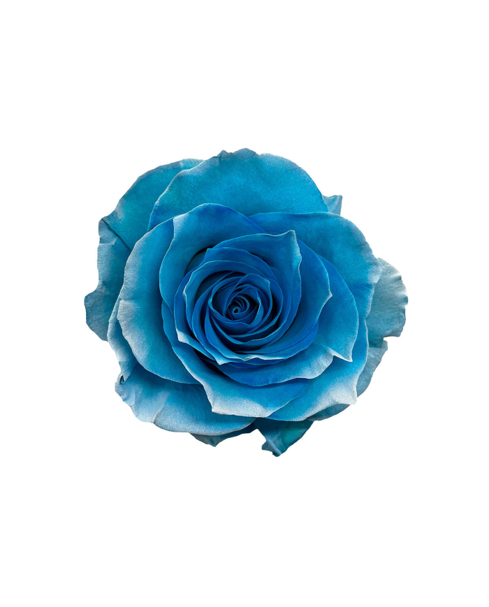 Heaven Pearlescent Tinted Roses Gift Box Heaven Pearlescent Tinted Roses Gift Box