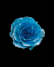 Heaven Pearlescent Tinted Roses Gift Box