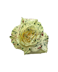 Christmas Confetti Tinted Roses Gift Box Christmas Confetti Tinted Roses Gift Box