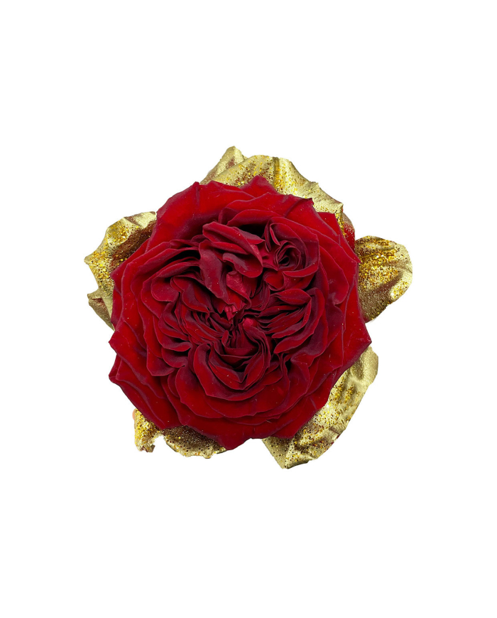 Euphoria Tinted Roses Gift Box Euphoria Tinted Roses Gift Box