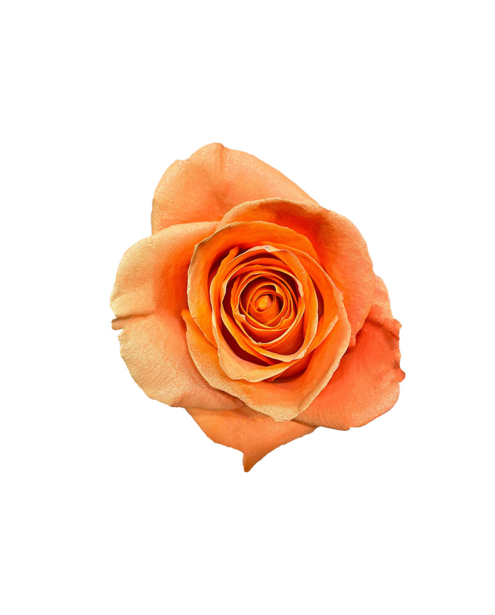 Arabigo Wedding Gift Box