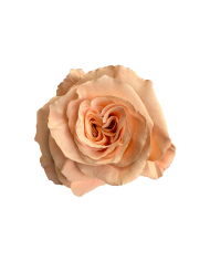 Selene Wedding Gift Box