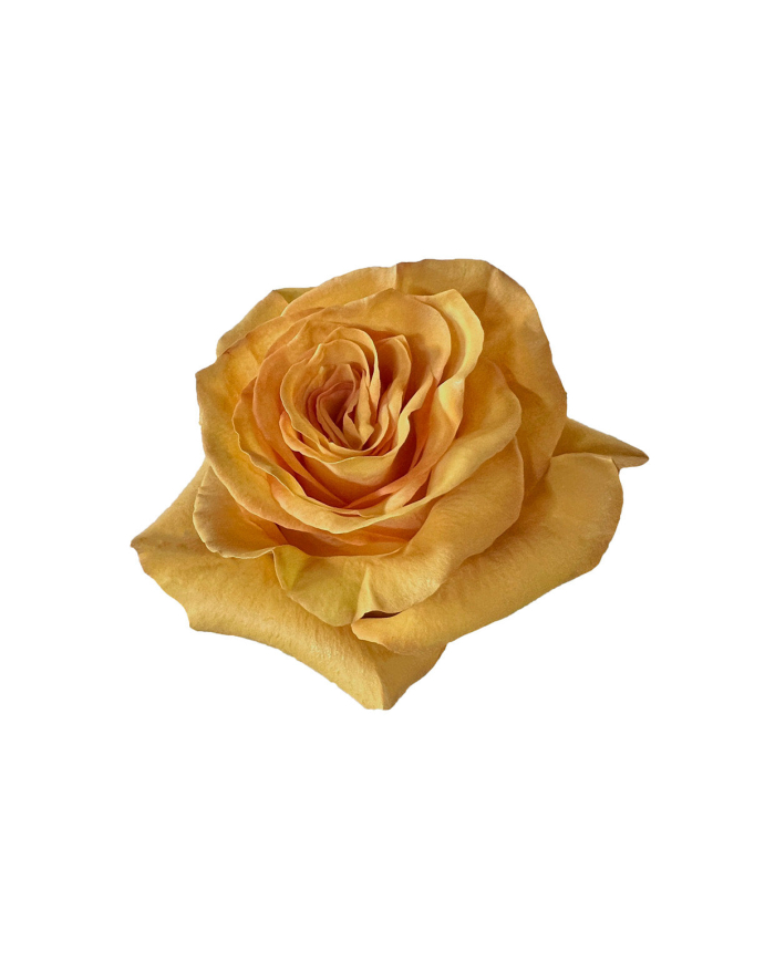 Butter Wedding Gift Box