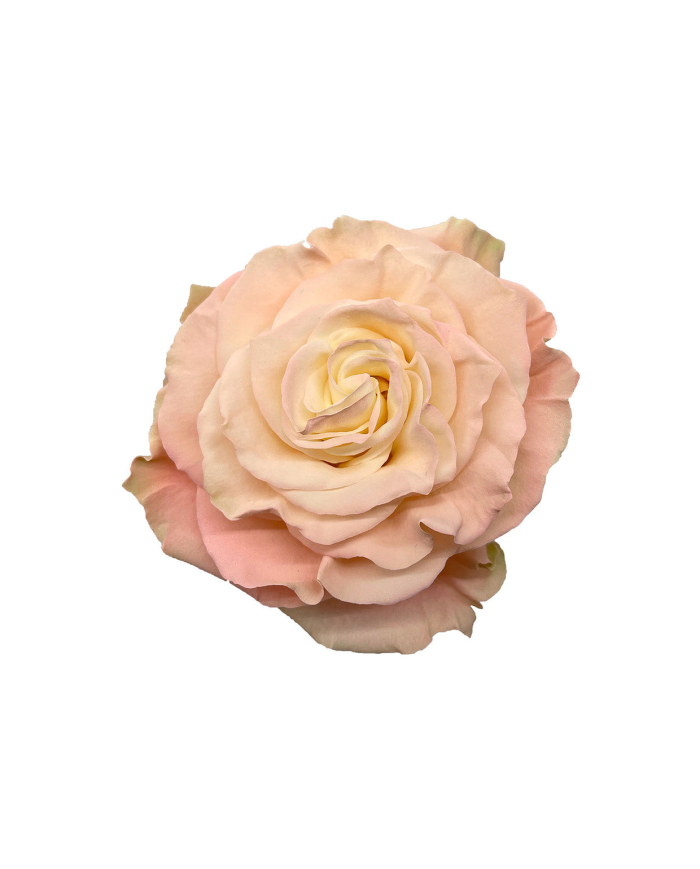 Rose Alabaster Wedding Gift Box