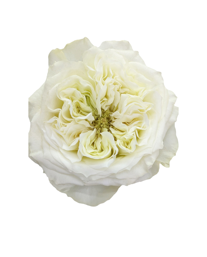 Mayra's White Roses Gift Box Mayra's White Roses Gift Box