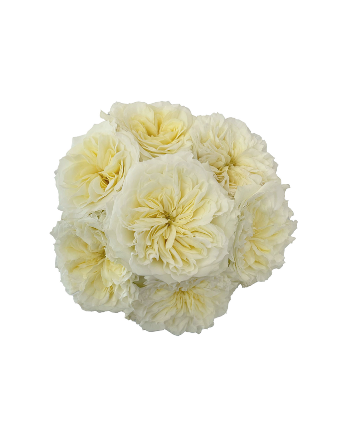 Mayra's White Roses Gift Box Mayra's White Roses Gift Box