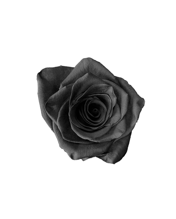 Black Classic Tinted Roses Gift Box Black Classic Tinted Roses Gift Box