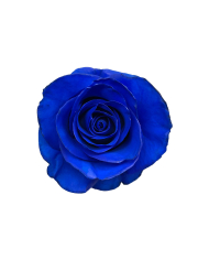 Blue Classic Tinted Roses Gift Box Blue Classic Tinted Roses Gift Box