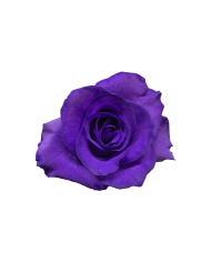 Blue Classic Tinted Roses Gift Box Blue Classic Tinted Roses Gift Box