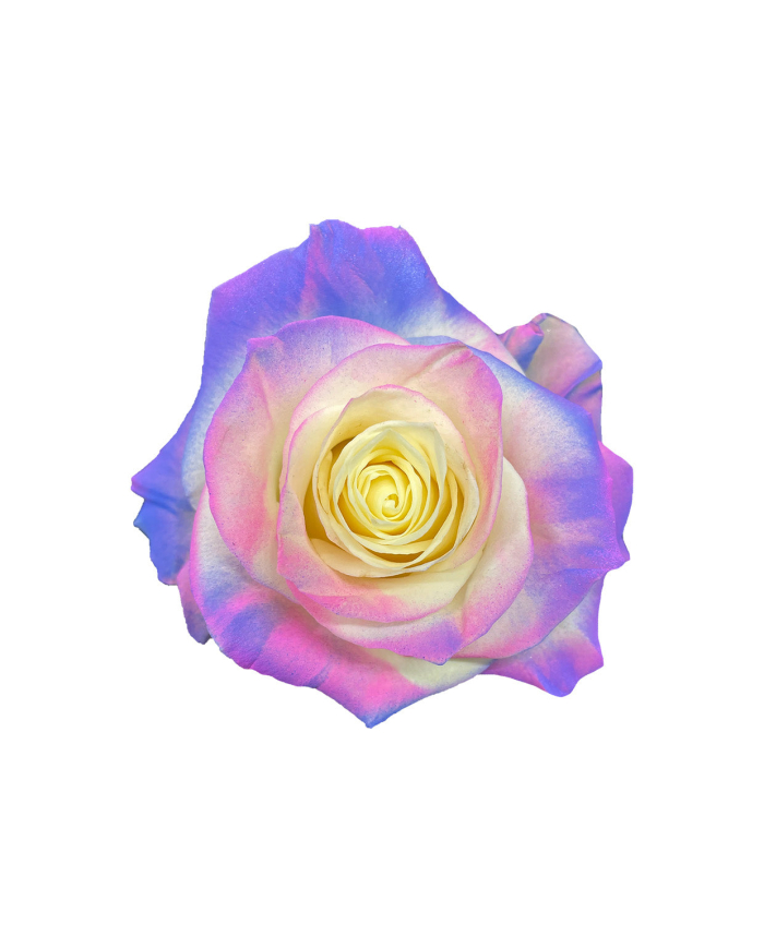 Cotton Candy Tinted Roses Gift Box Cotton Candy Tinted Roses Gift Box