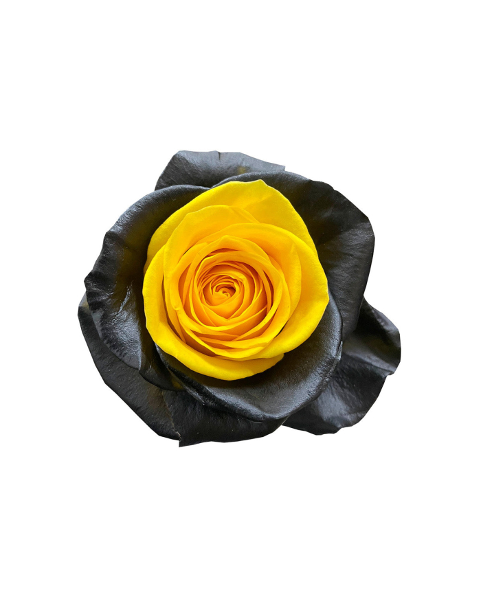 Black Orange Tinted Roses Gift Box Black Orange Tinted Roses Gift Box