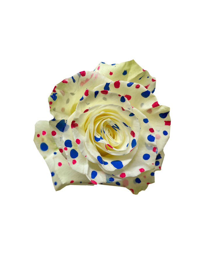 Spots Hot Pink Blue Classic Tinted Roses Gift Box Spots Hot Pink Blue Classic Tinted Roses Gift Box