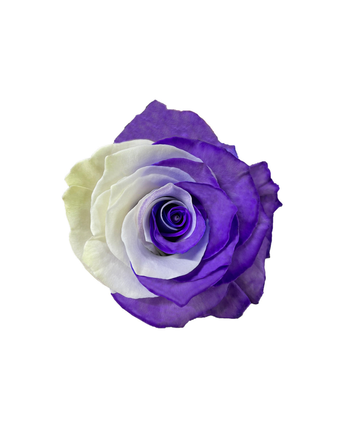 Purple White Bicolor Tinted Roses Gift Box