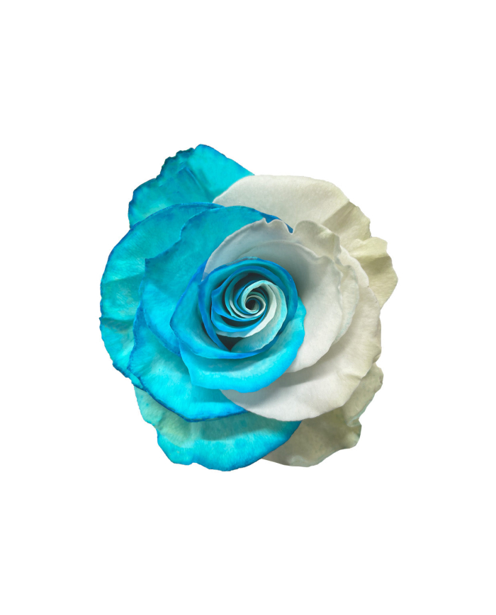 Blue Lace White Tinted Roses Gift Box
