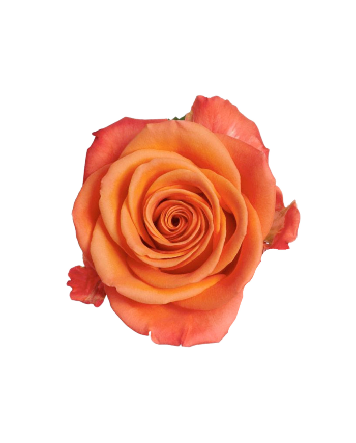 Orange Roses Gift Box Orange Roses Gift Box