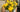 Flower Bouquets Delivered to Your Door – The Ultimate Guide Ecuadorian Farm-Fresh