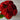 Red Roses: The Ultimate Symbol of Love, Direct from Ecuadorian Farms to Your Door