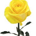 Brighton Rose Yellow