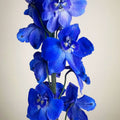 Delphinium Sea Waltz