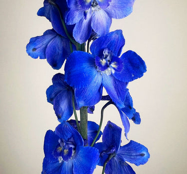 Delphinium Sea Waltz