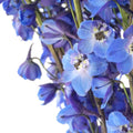 Delphinium Sea Waltz