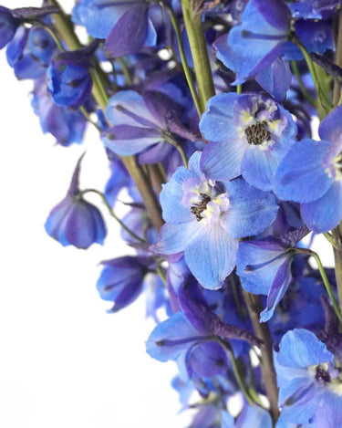 Delphinium Sea Waltz