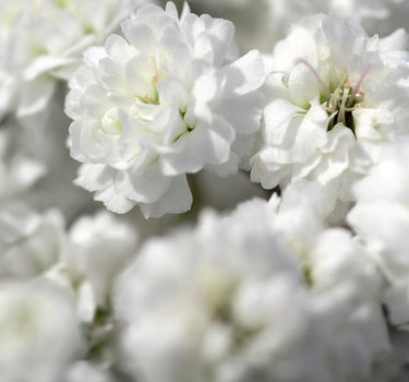 Bulk Gypsophilia Xlence