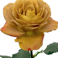 Heart of Gold Rose