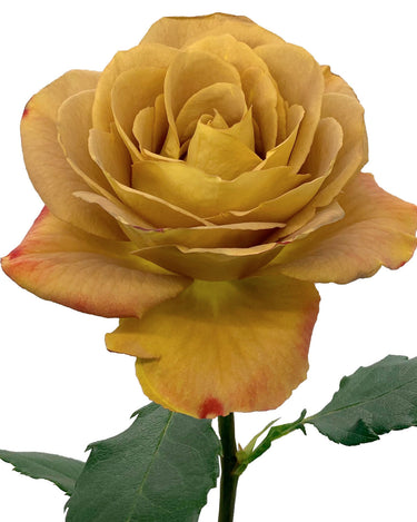 Heart of Gold Rose