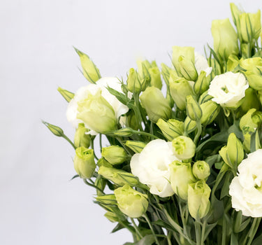 Bulk Lisianthus