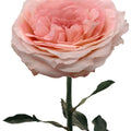 Mayra S Rose Bridal Pink Rose