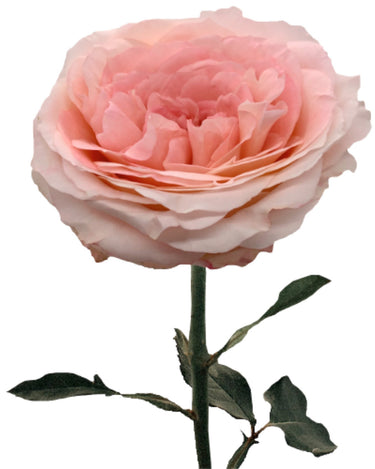 Mayra S Rose Bridal Pink Rose