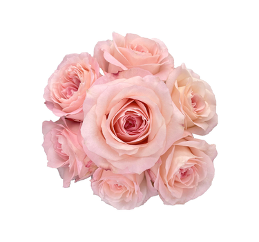 Light Pink Roses Gift Box