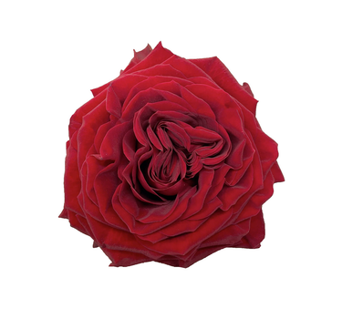 Bulk Mayra's Red Garden Rose