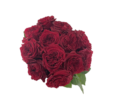 Bulk Mayra's Red Garden Rose