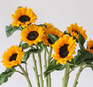 Bulk Sunflowers Petite