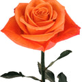 Orange Crush Orange Rose