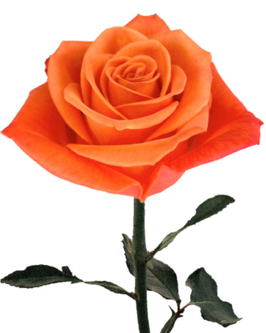 Orange Crush Orange Rose