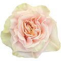 Phenix Peach Rose