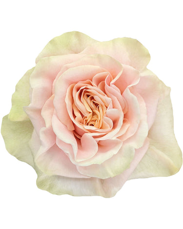 Phenix Peach Rose