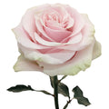 Pink Mondial Rose