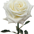 Playa Blanca White Rose