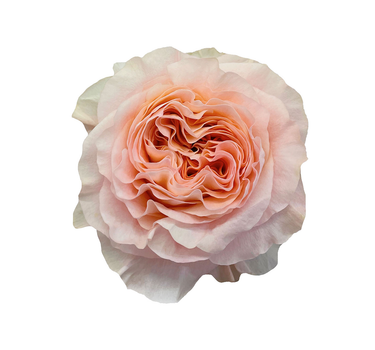 Bulk Princess Crown Rose