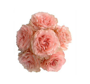 Bulk Princess Crown Rose