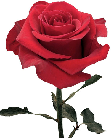 Redvolution Red Rose